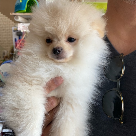 Meet your Posher, Madline - Picture 1 of 2